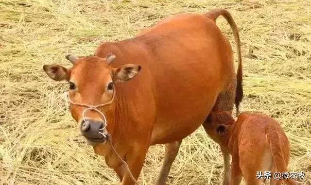 养牛不懂品种是不行的!牛品种大全!转了!