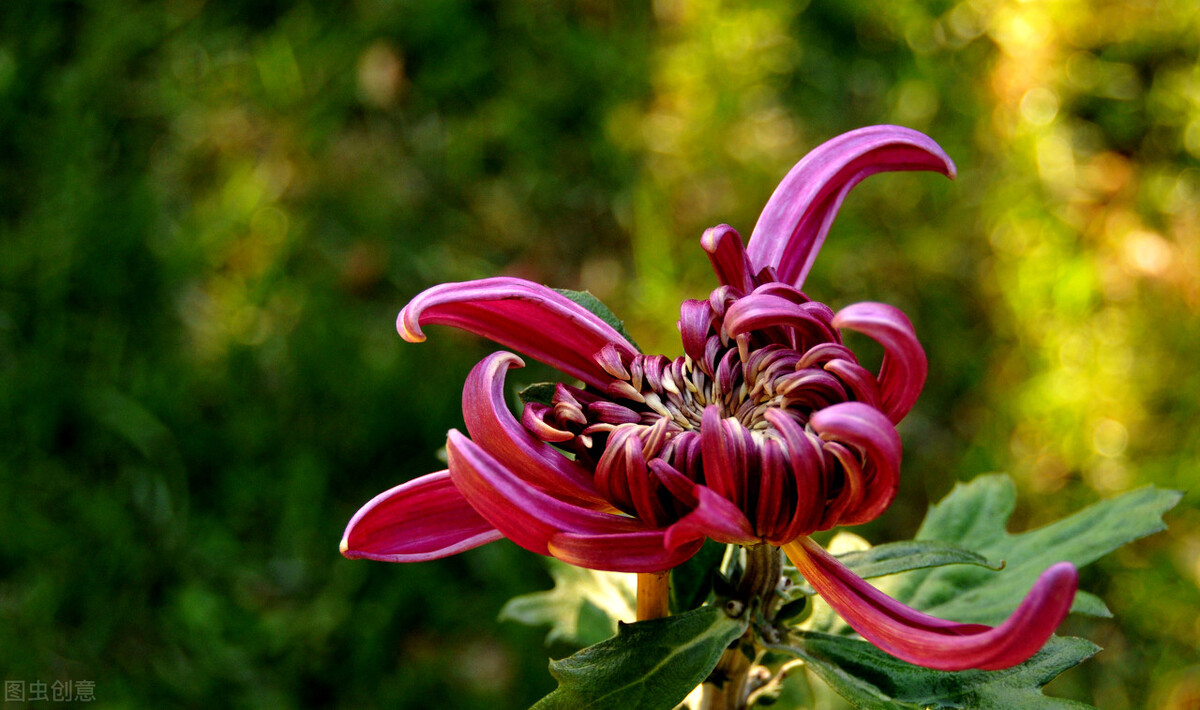 重阳节赏菊花的介绍,赏菊打卡好去处
