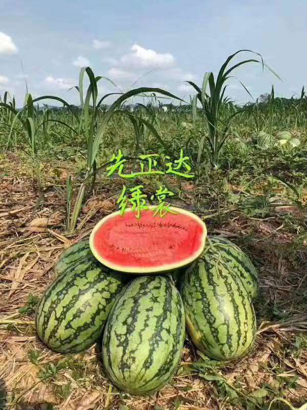 什么品种的西瓜长得最重,15公斤西瓜品种介绍