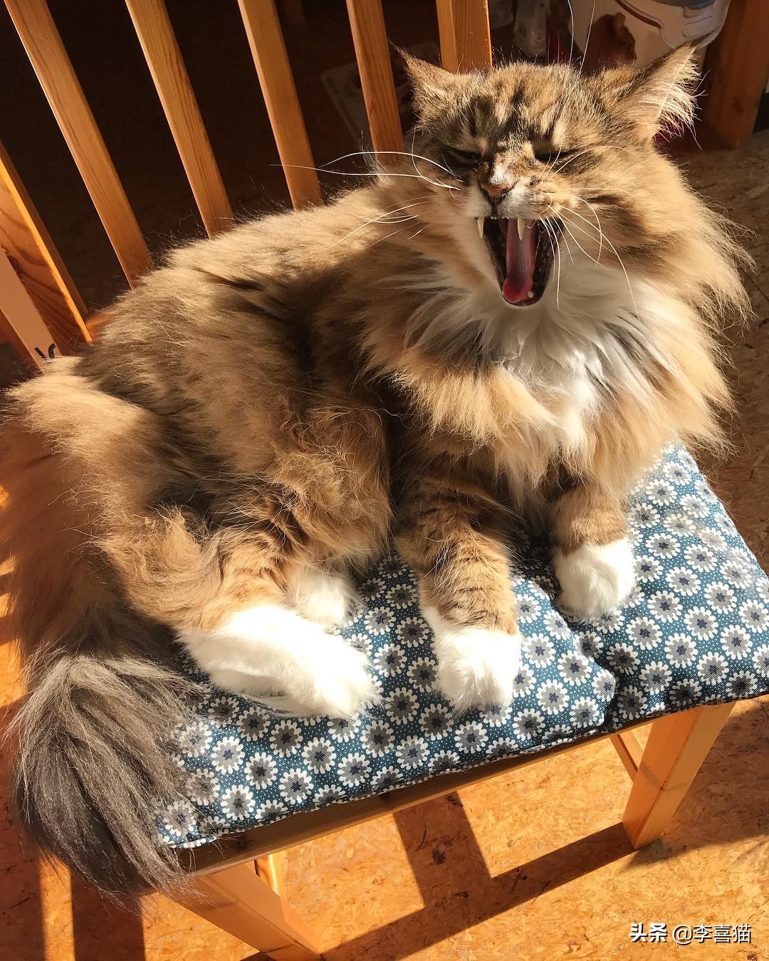 铲屎官必知不要做猫咪讨厌的事,猫咪饲养6大误区铲屎官们要注意