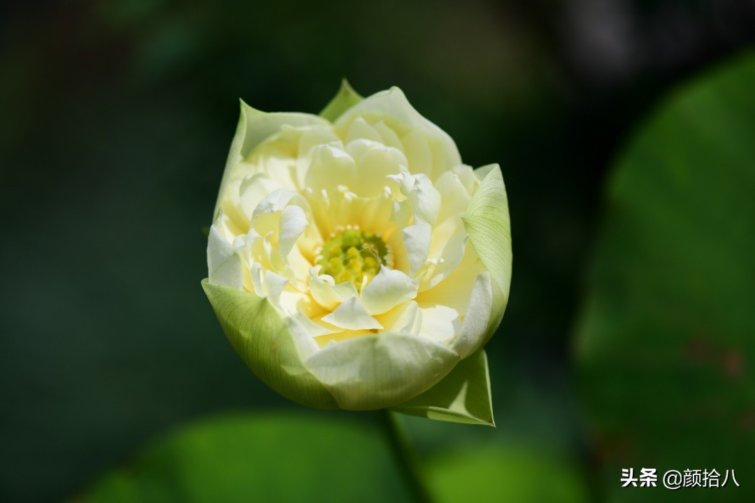 碗莲种藕生长到开花全过程,碗莲种植方法和时间图片