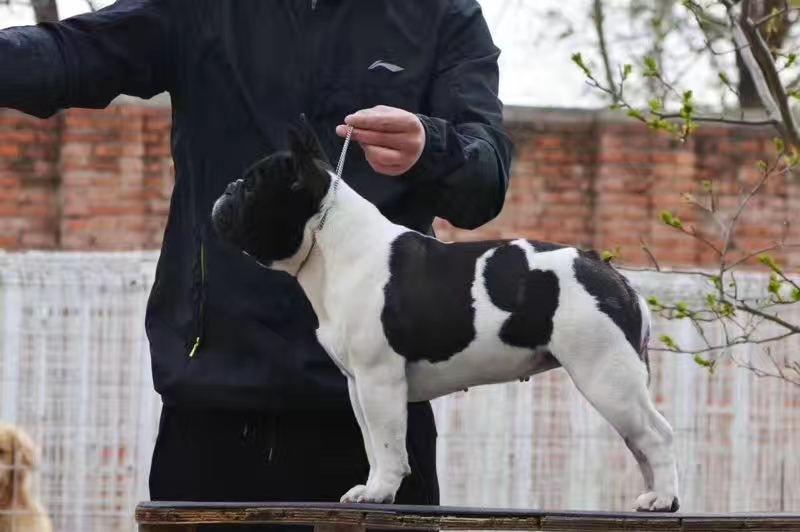 中国法斗犬舍,中国知名法斗犬舍