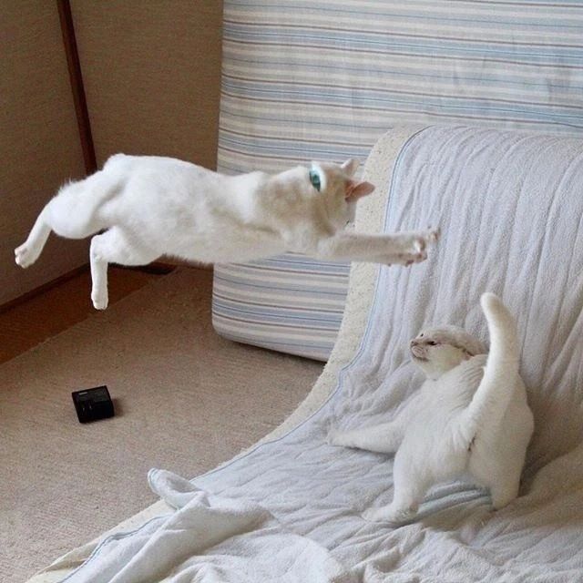 家猫攻击外人是什么原因,家猫攻击主人