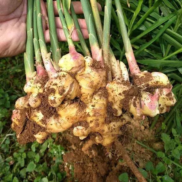 生姜入窖不到一月发芽怎么处理,生姜发芽了放土里面还能结果吗