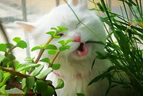 合租室友养猫很吵怎么说,合租室友养猫在客厅怎么处理