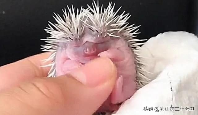 女子抓起小刺猬,直接放嘴里,以为要吃了它,结果却不太一样