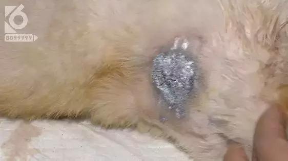 猫咪眼睛被刺了一下,小猫的眼睛被鱼叉刺穿