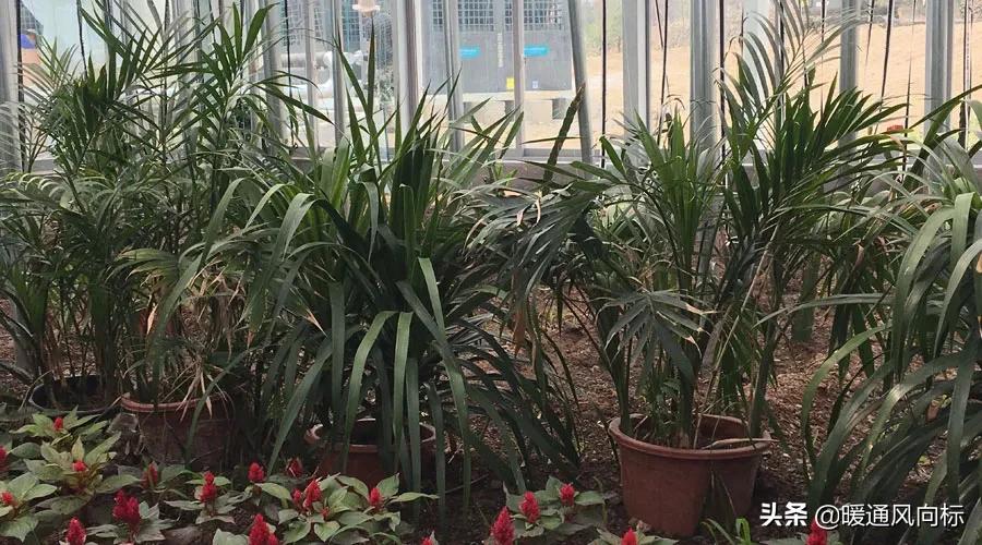 三大案例,带你走进农业种植大棚、畜牧养殖和水产养殖供热市场