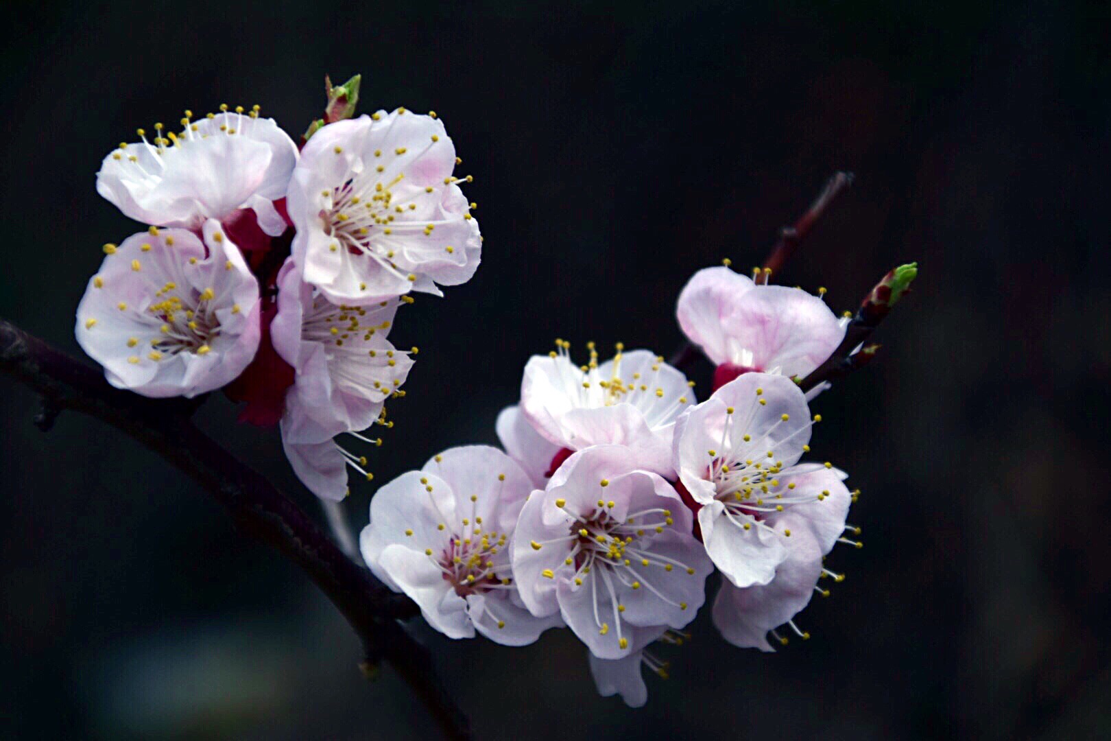 漂亮的杏花在枝头绽放,杏花盛开姹紫嫣红春意盎然
