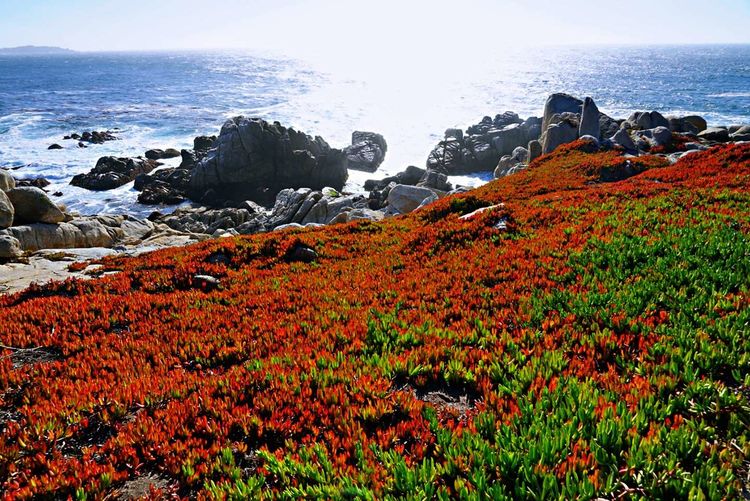 美国德州西部自由行,美国西海岸可以自由航行么