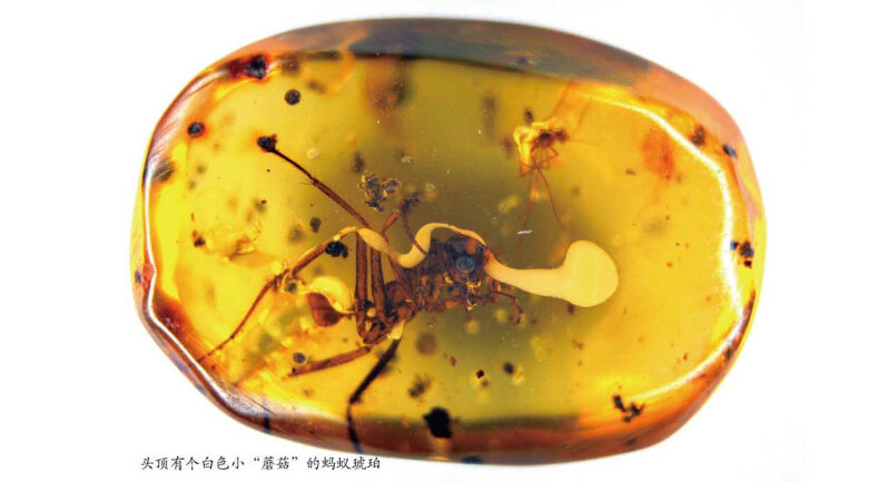 你知道恐龙会腰疼吗？让非主流恐龙记，告诉你这些“冷门”科研