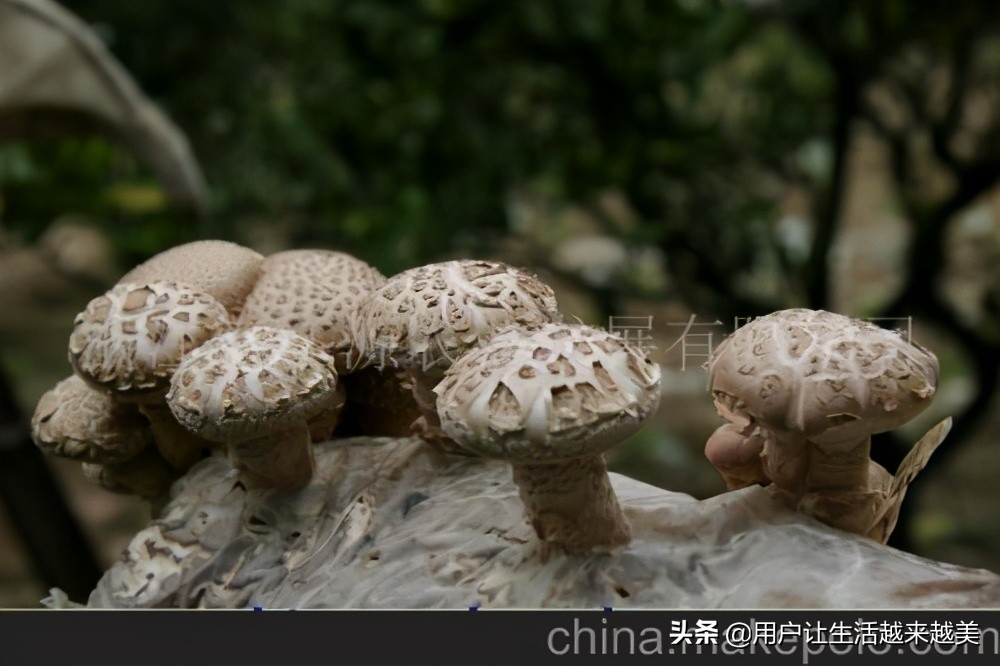 龙胜哪儿有好看的景区,广西的龙胜有什么好玩的