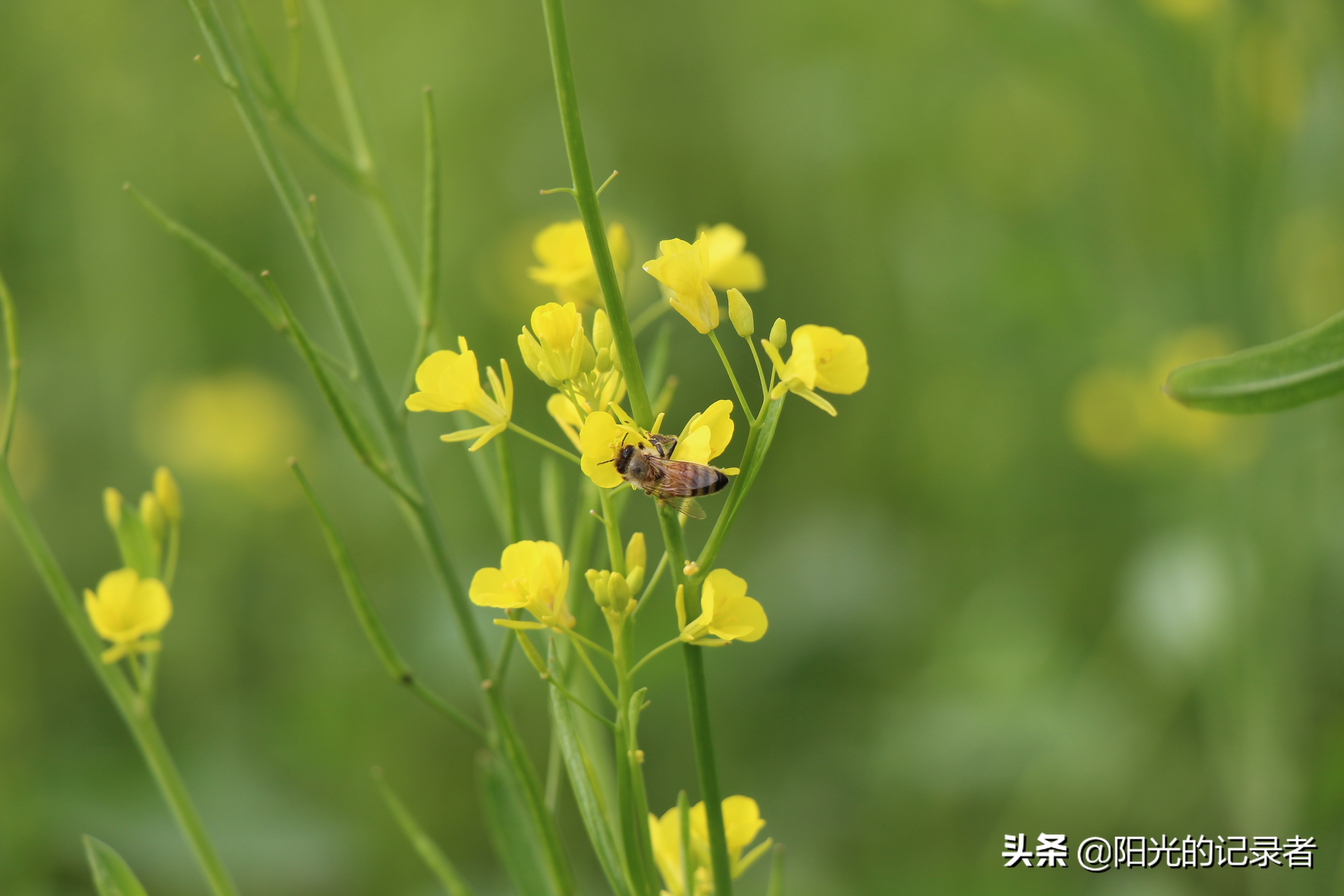 丰宁坝上草原哪几个免费景点必去,丰宁坝上景点冬天推荐