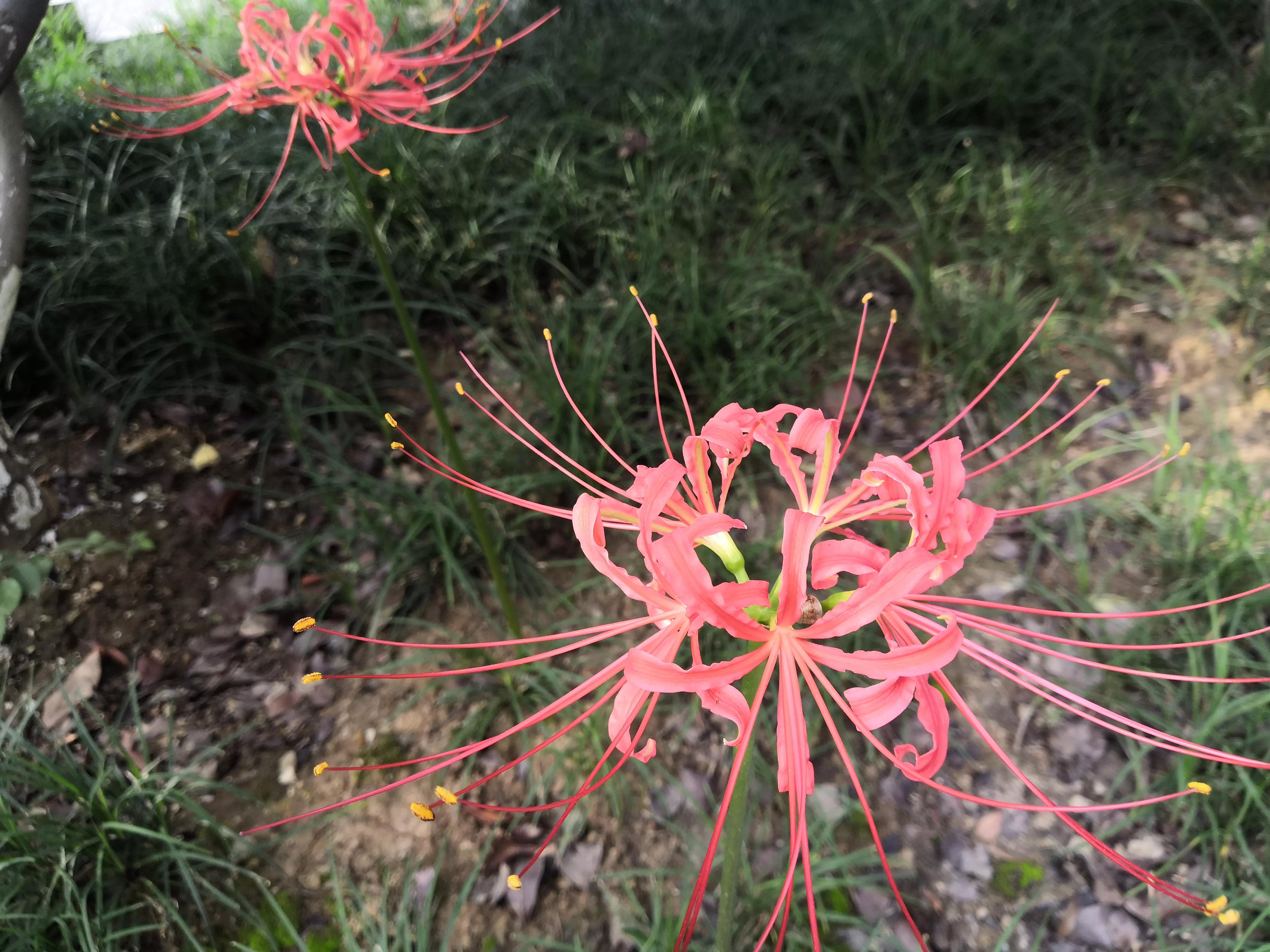 曼珠沙华有毒吗怎么养 (曼珠沙华有毒吗可以治吗)