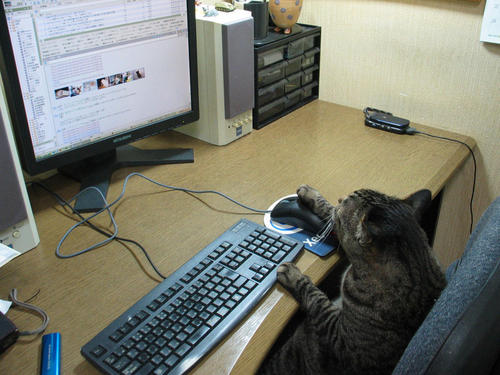 有些猫真的不把自己当猫,和人类呆久了的猫