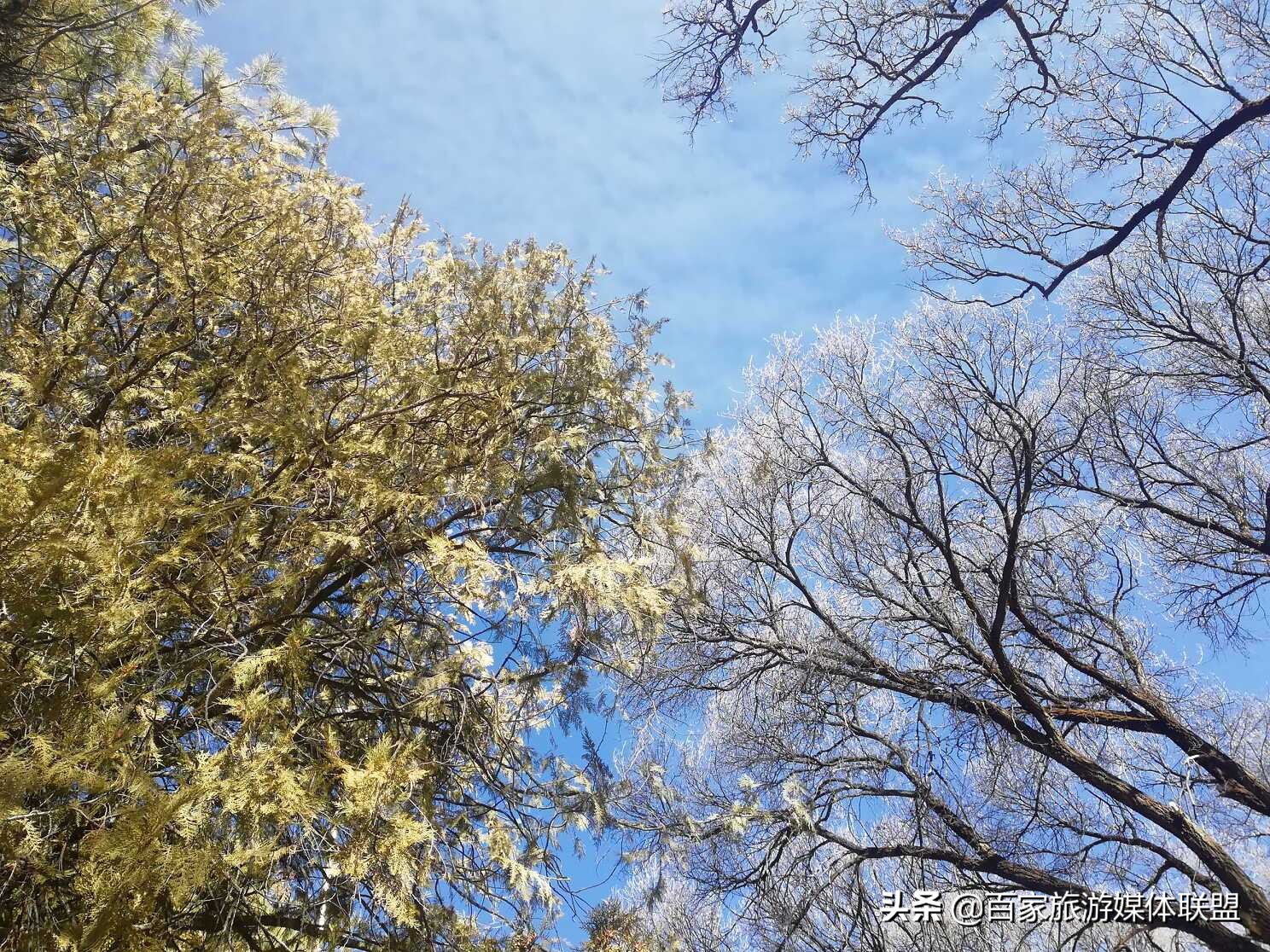 布达拉宫和罗布林卡的区别,罗布林卡和大昭寺