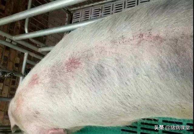 养殖户经常问的问题,养殖户常问的问题