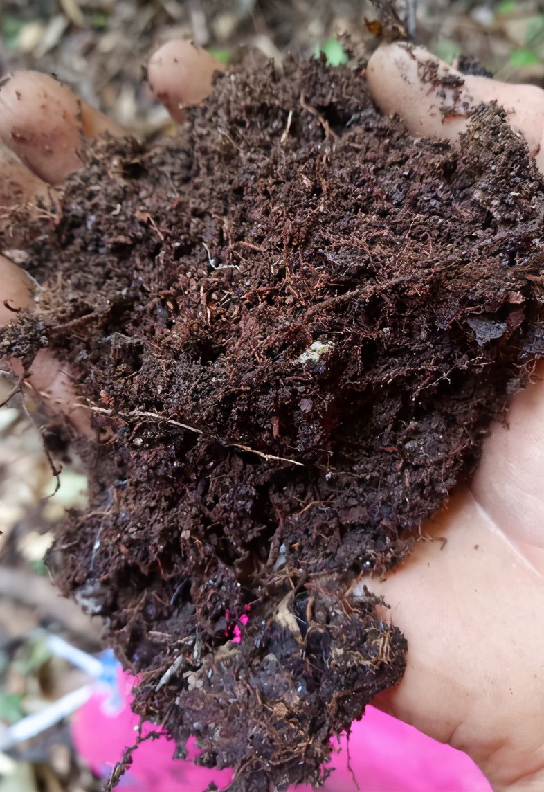 养什么花用营养土好,适合家里养的花土