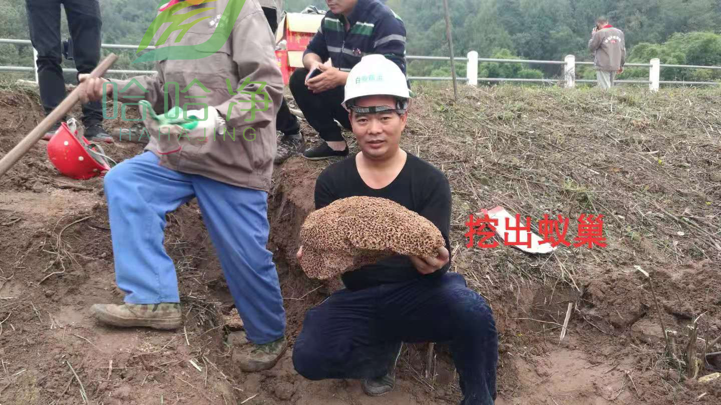 重庆专业灭白蚁公司,重庆正规灭白蚁公司