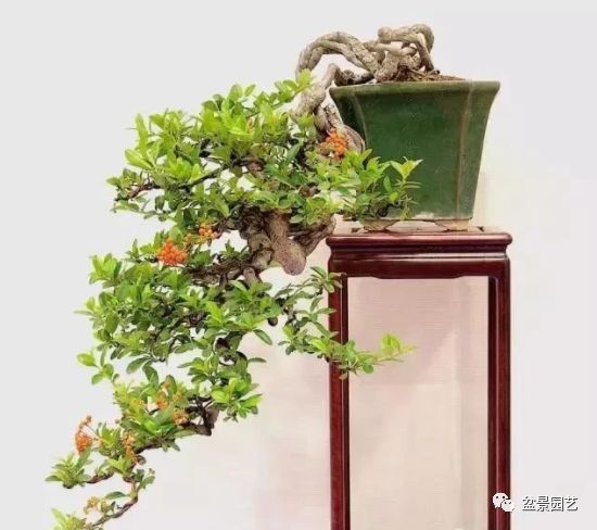 48种绝世盆景,绝世惊艳之作