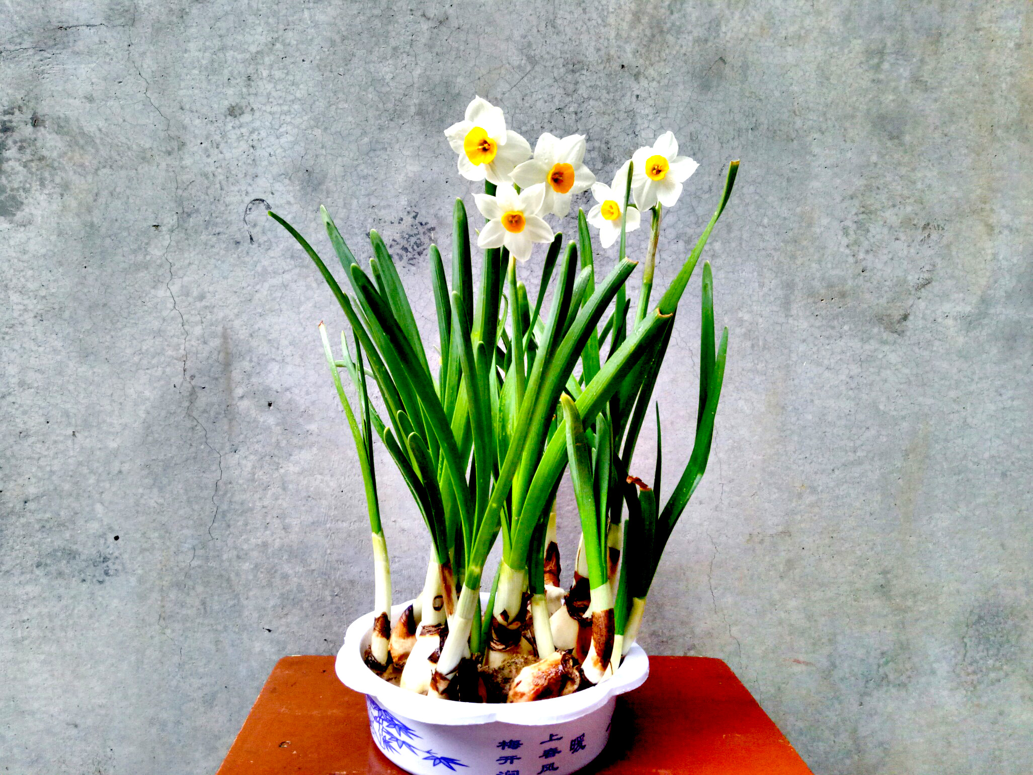 水仙花烂根了怎么挽救多菌灵,水仙花烂根叶黄怎样能让再生根