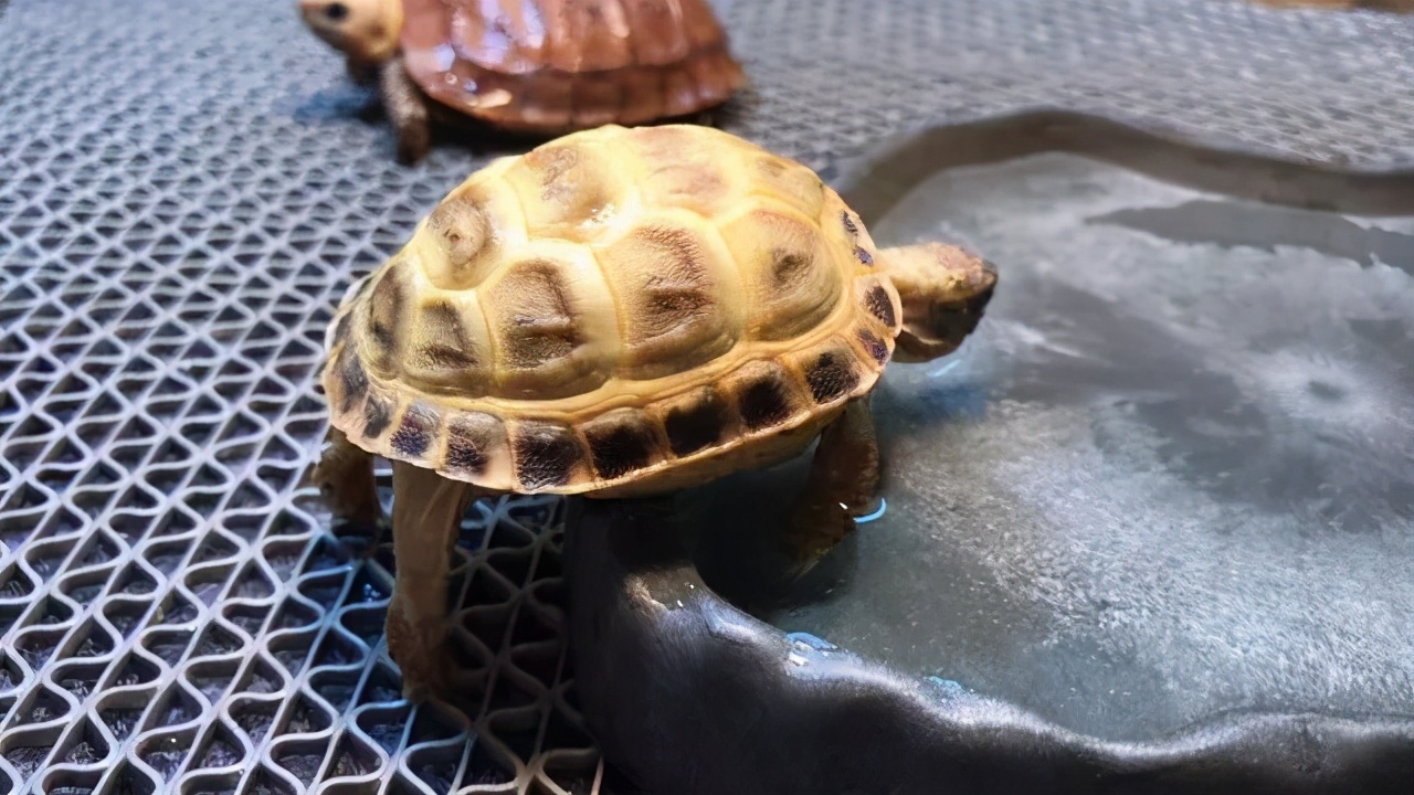 各种龟类图片大全大图,龟类展示会