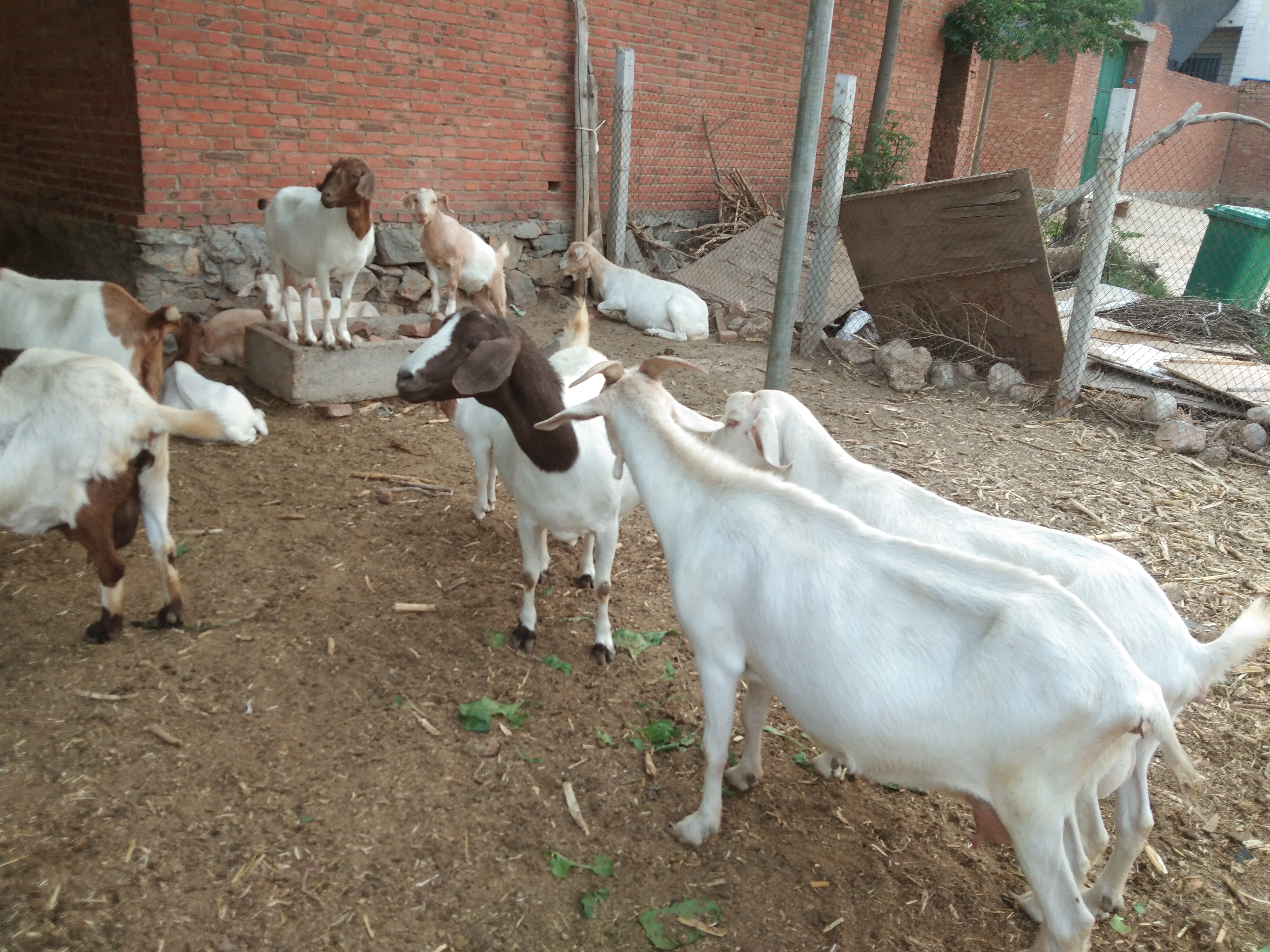 羔羊断尾后瘫软站不起来用什么药,羔羊断尾最佳时间表