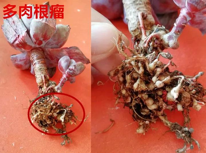 发现植物有烂根如何处理,发现植物有病害什么时候去治