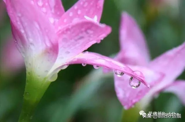 你见过如此珍贵的兰花吗,带你了解兰花