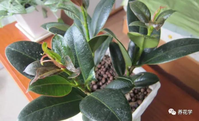 绿植盆栽室内吸甲醛,吸附甲醛室内盆栽绿植有什么