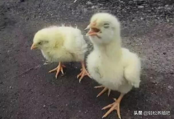 鸡伸脖子张嘴怎么治,鸡张嘴喘气用什么家常药