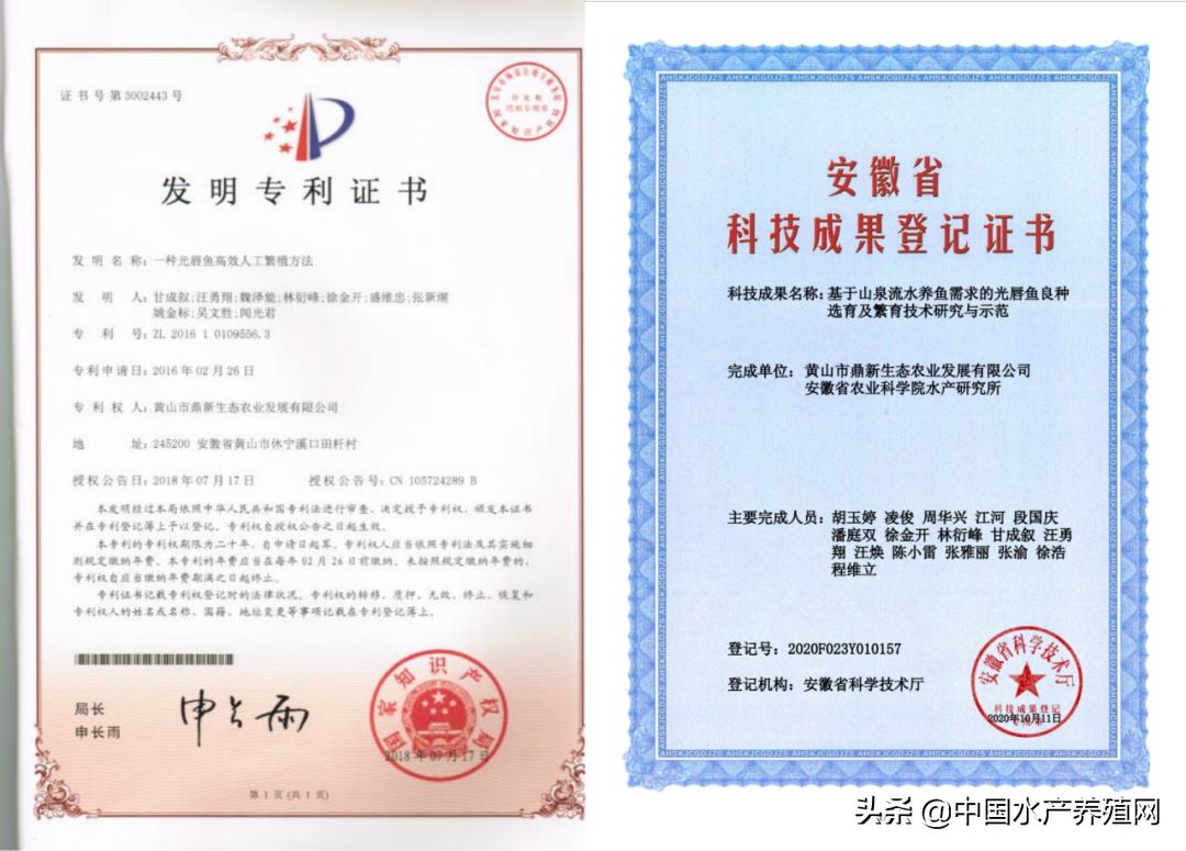 利润丰厚!65元/斤的光唇鱼,工程商瞄准商机,返乡跨界养7年鱼