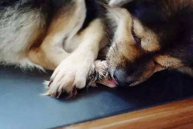 宠物狗舔爪子是什么原因,宠物狗一直舔脚是怎么了