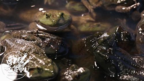 重庆正宗的美蛙鱼头火锅底,确认过眼神这就是你最爱的美食