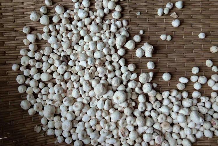 西和半夏什么时候采挖,半夏采挖现场