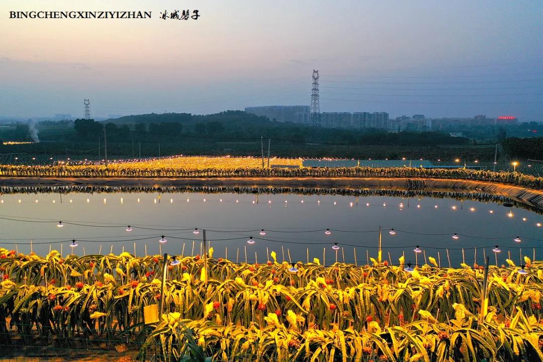 附近的火龙果采摘园海南,海南火龙果采摘