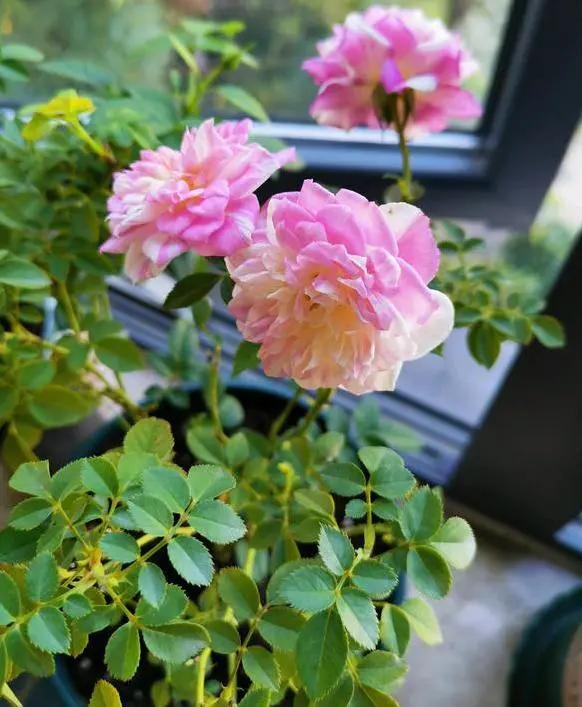 养花如何避免长杂草,养花土里的杂草怎么处理