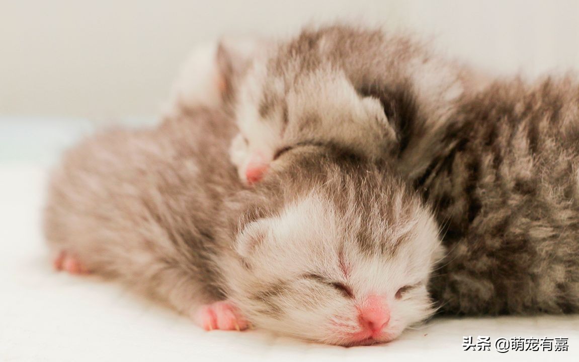 流浪断奶奶猫注意事项,流浪猫遗弃奶猫怎么办