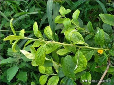 蓝莓叶片边缘焦枯是什么病害,蓝莓在高温下有哪些病害