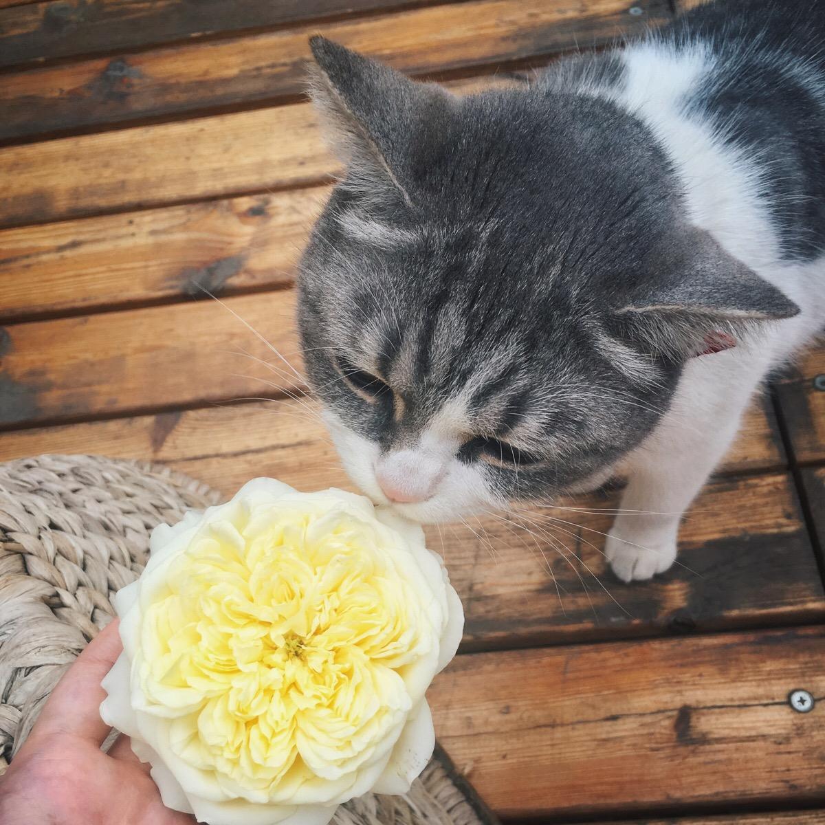 猫咪舔舐自己的伤口会怎么样,猫咪反复舔舐同一个部位是怎么了