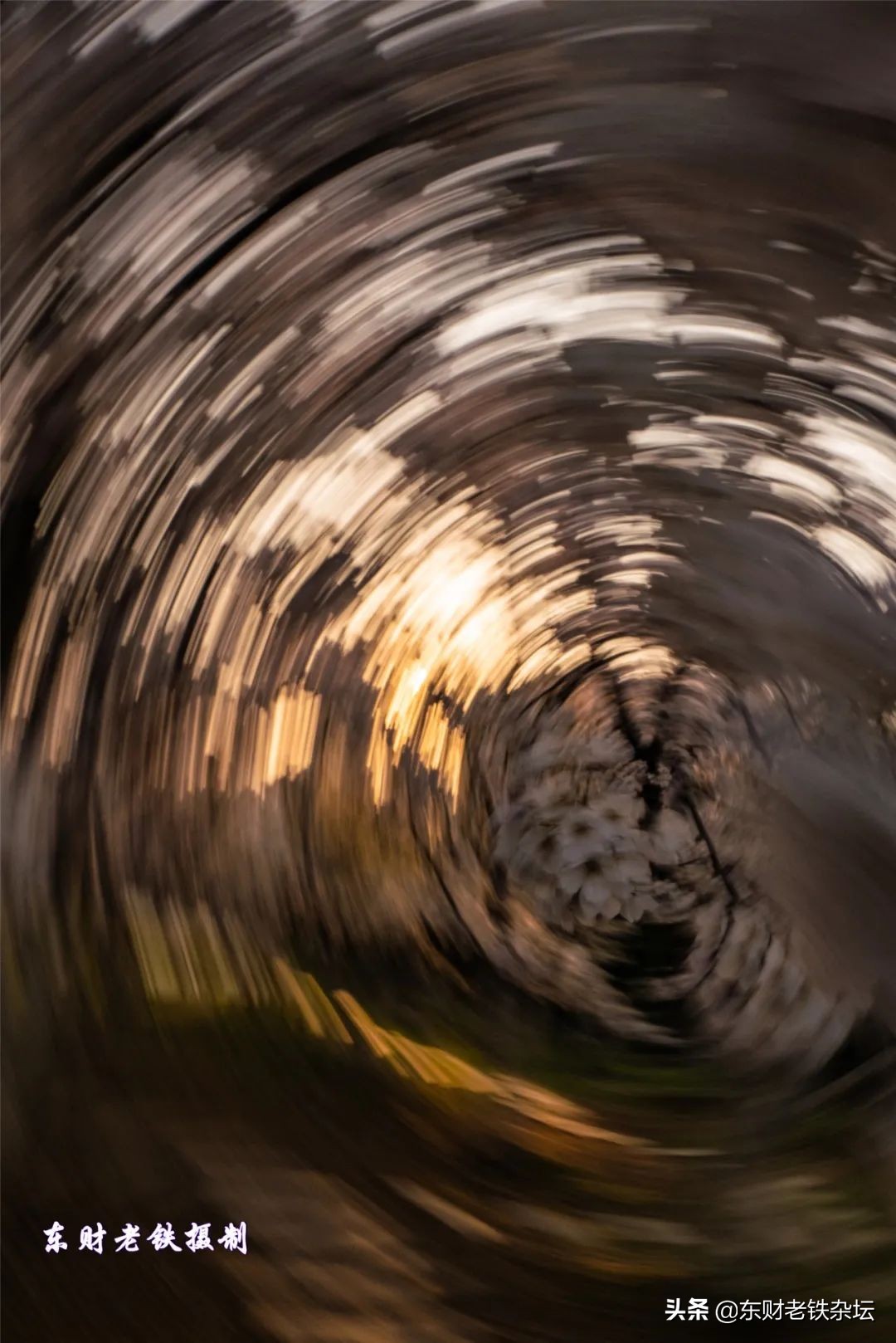 网红美景,网红一棵树樱花园