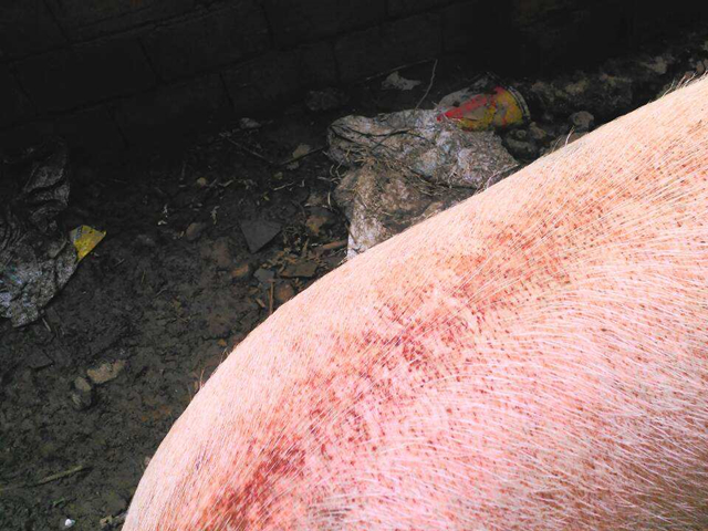 猪皮肤没有出血还可能是血虫病吗,什么虫子可以引起猪皮肤出血