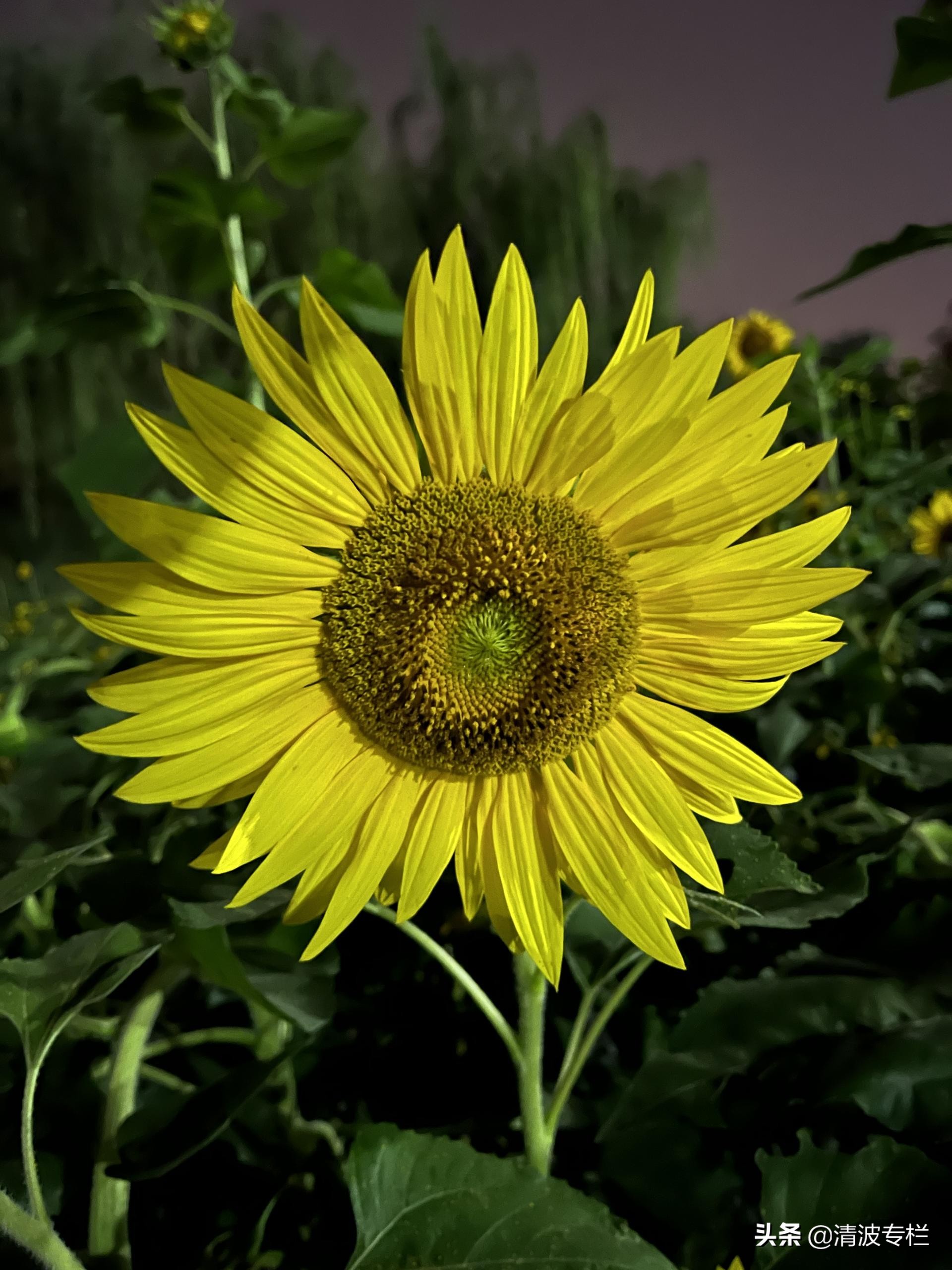 苹果iPhone13系列国庆选购指南：Pro和Mini不用考虑