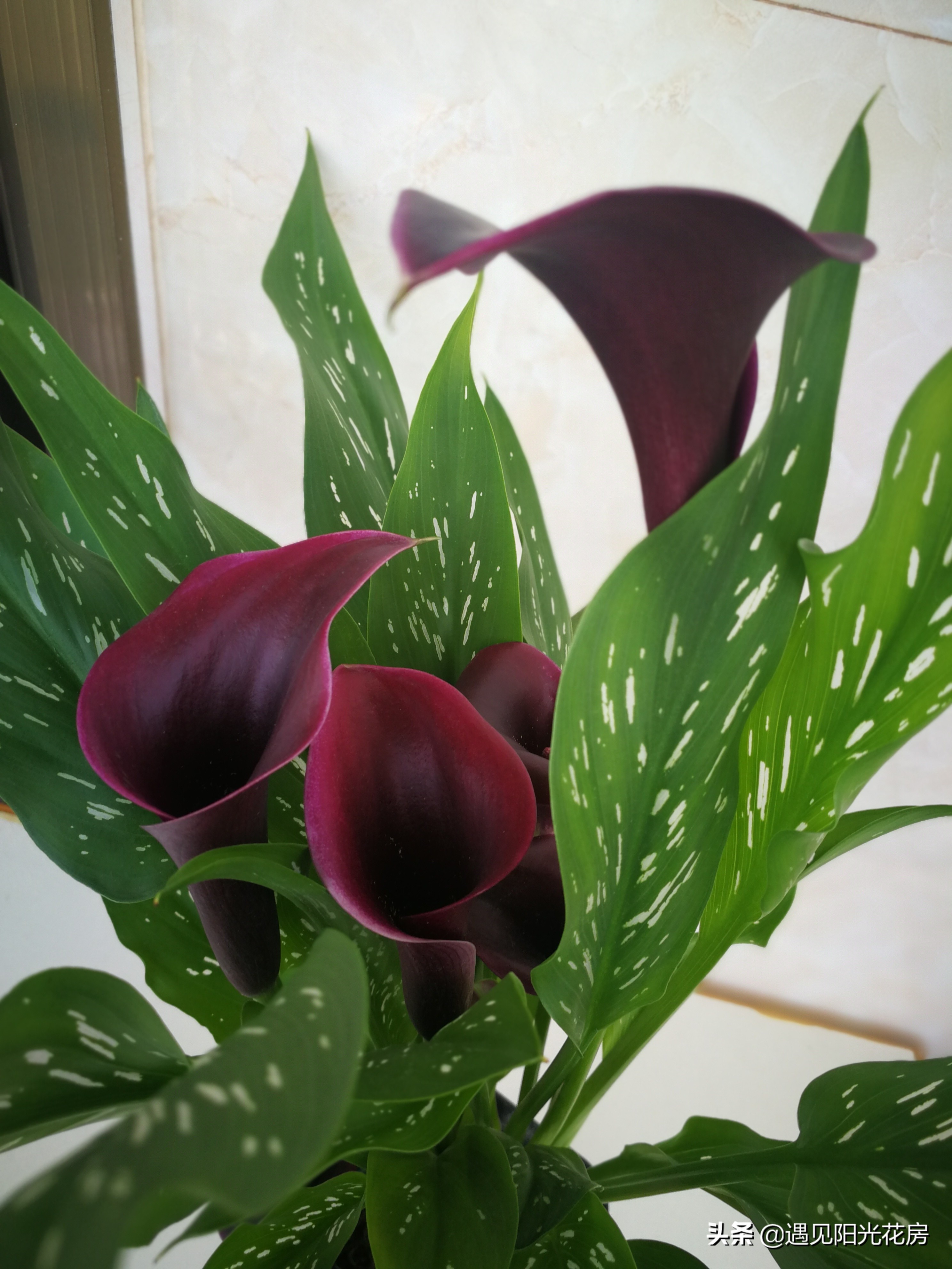 孕妇养花的注意事项,孕妇初期适合哪些比较容易养的花