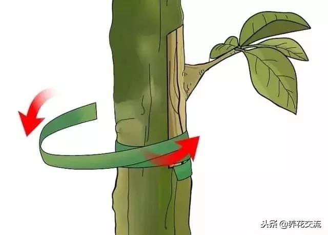 植物花卉嫁接需要用到的几个技巧,新手也能轻松学会