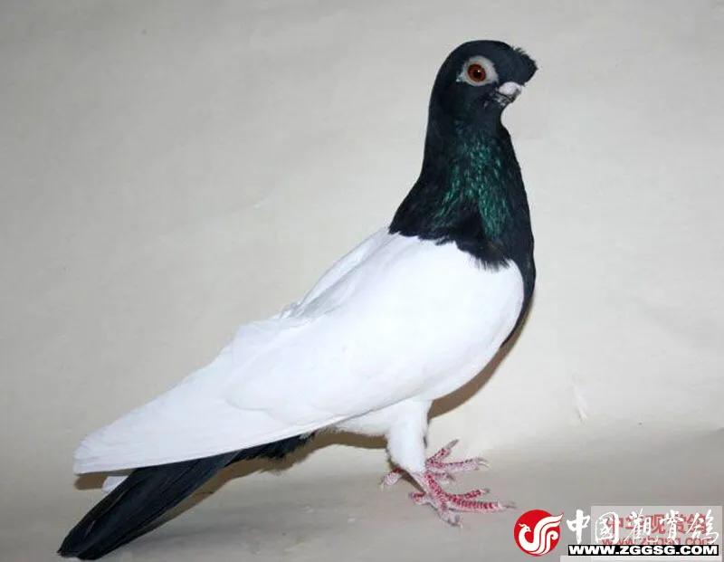 北京鸽哨制作,北京鸽哨晨曲