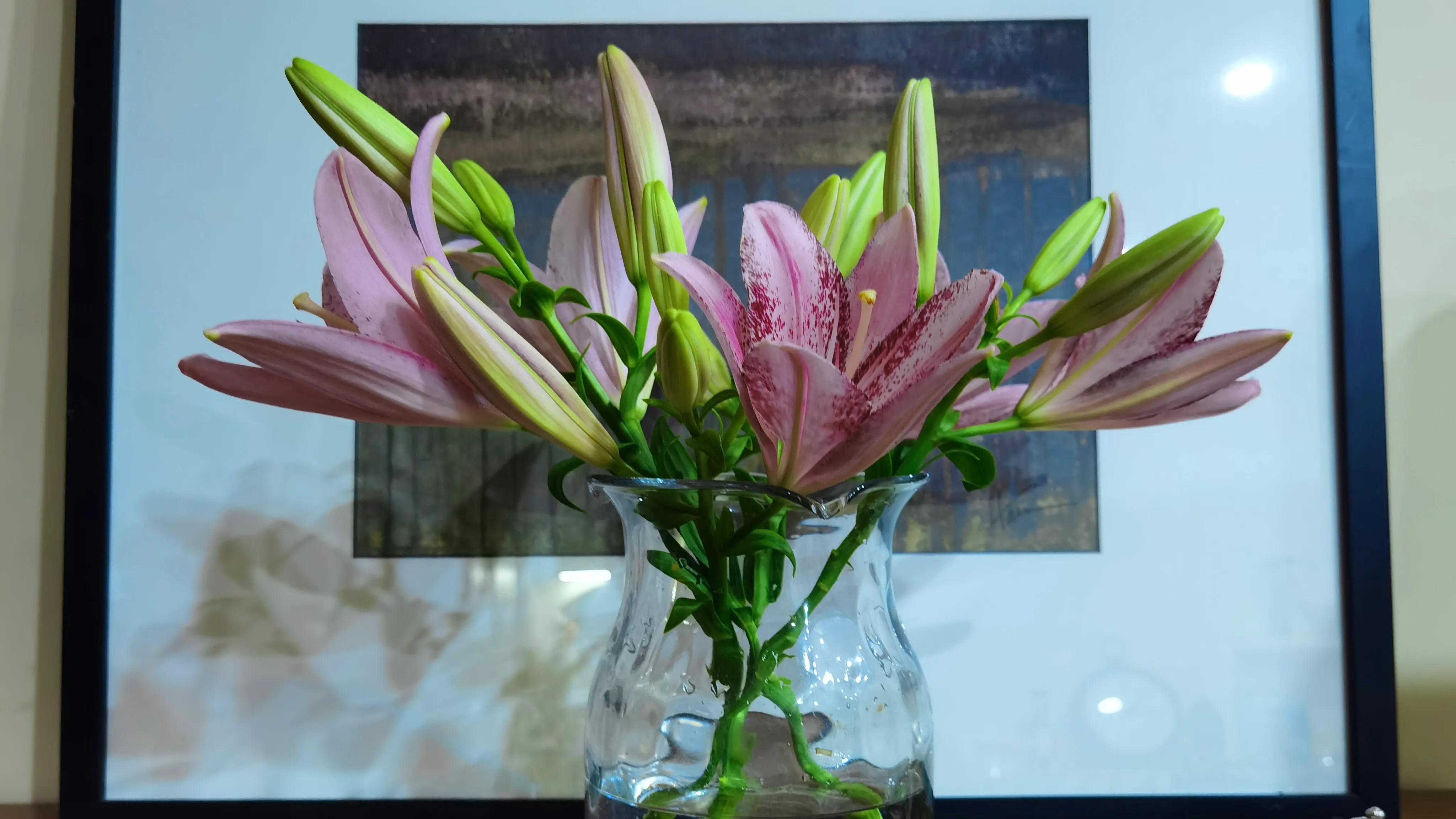 北边阳台适合种植的百合品种,不适合庭院种的百合品种