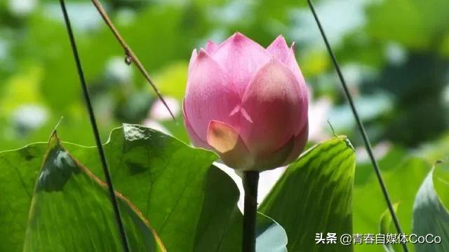 深圳荷花公园好去处,深圳荷花景点推荐