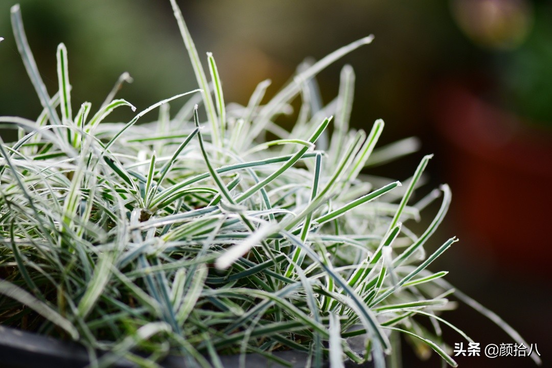 零下9度来袭，花园里的绿色是那么动人|园丁