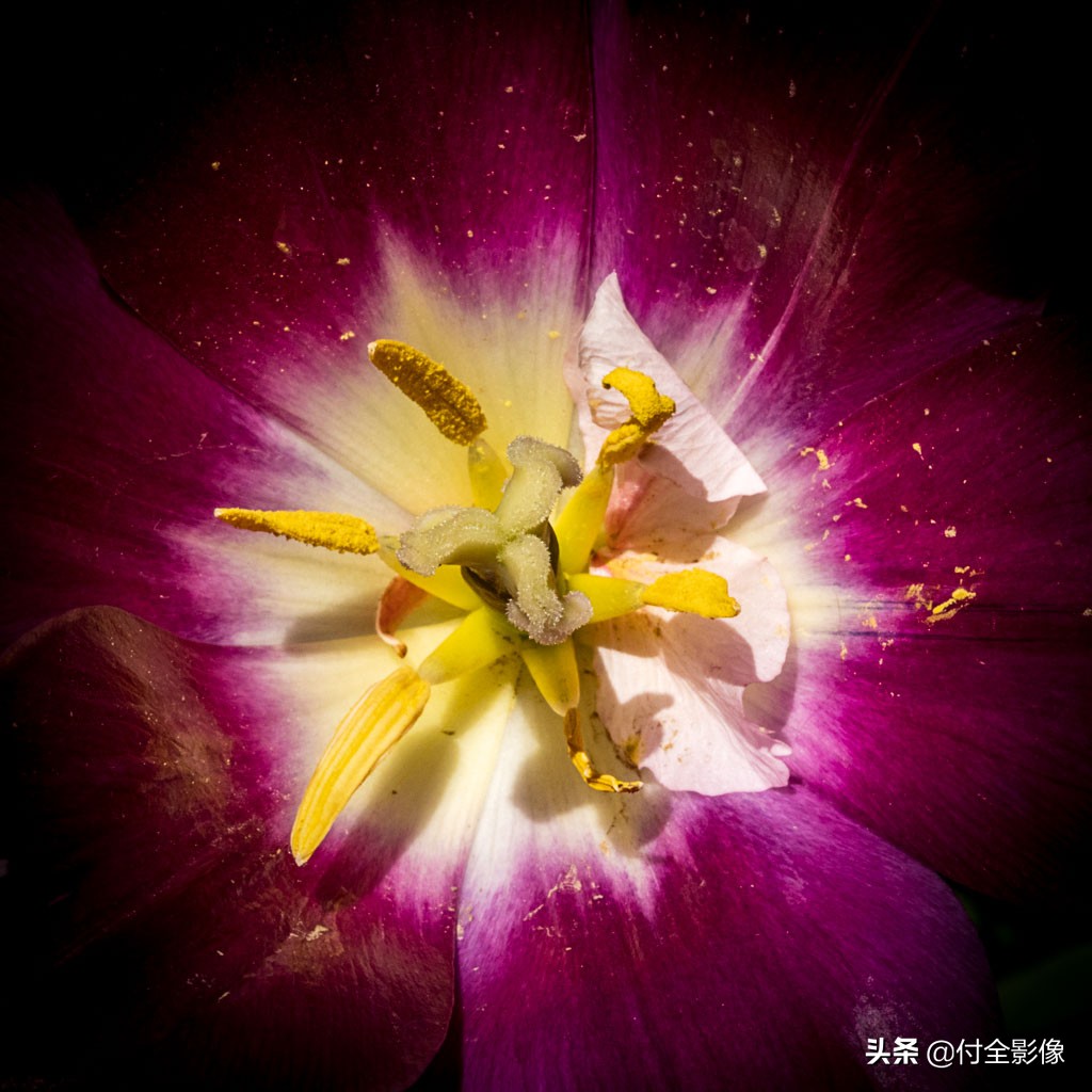 北京国际鲜花港门票优惠,北京国际鲜花港夏天